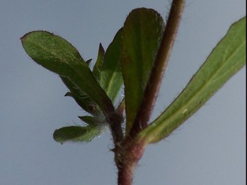 Una Silene rossa - Silene gallica